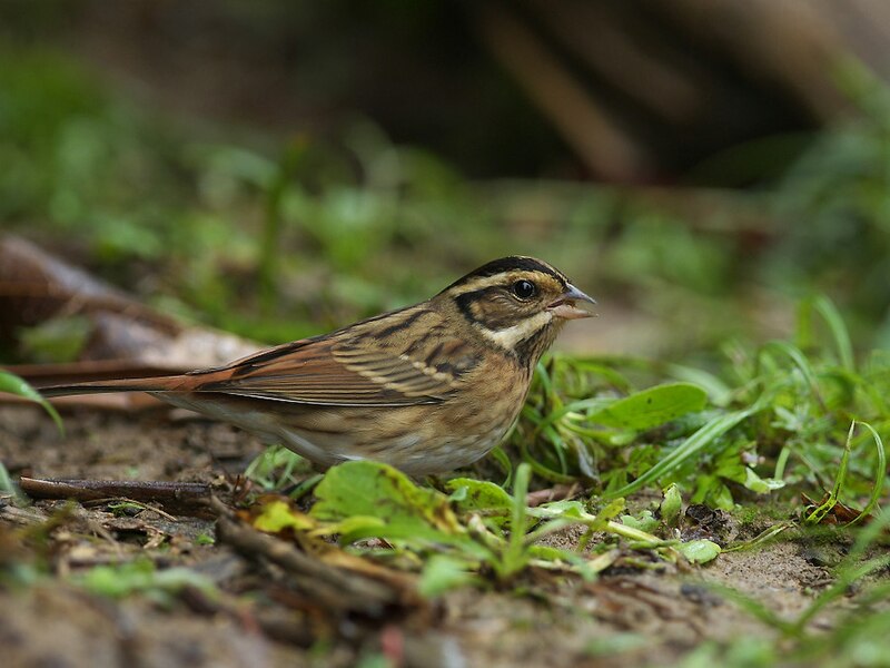 Tristram's Bunting (Emberiza tristrami) photo