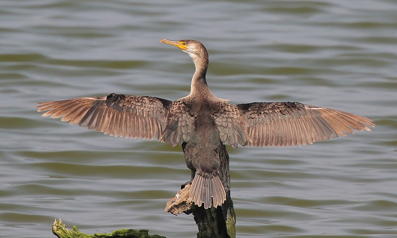 Japanese Cormorant (Phalacrocorax capillatus) photo