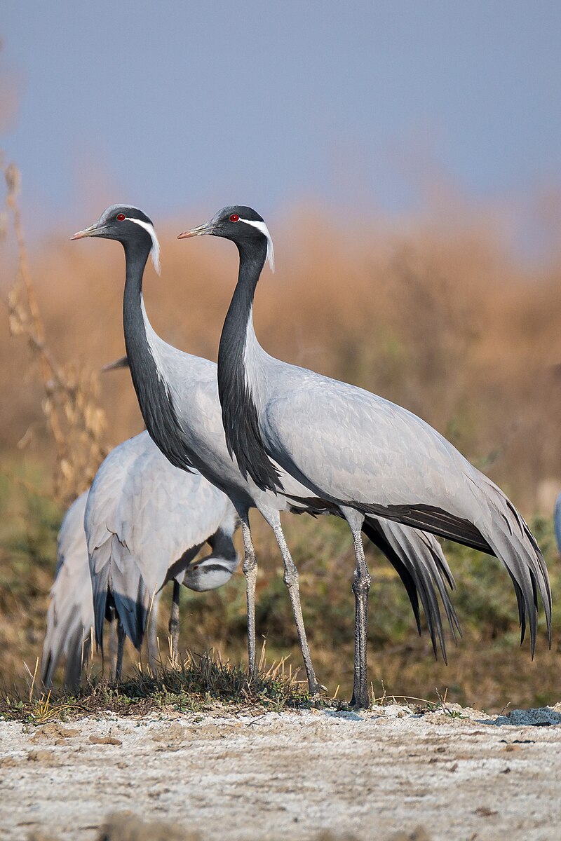 Demoiselle Crane (Grus virgo) photo