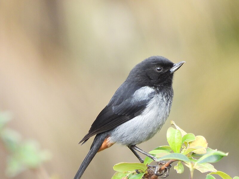 Gray-bellied Flowerpiercer (Diglossa carbonaria) photo