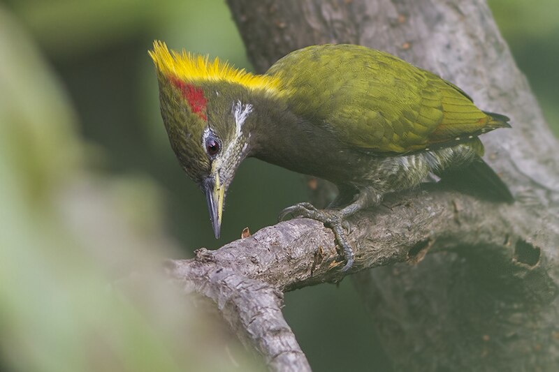 Lesser Yellownape (Picus chlorolophus) photo