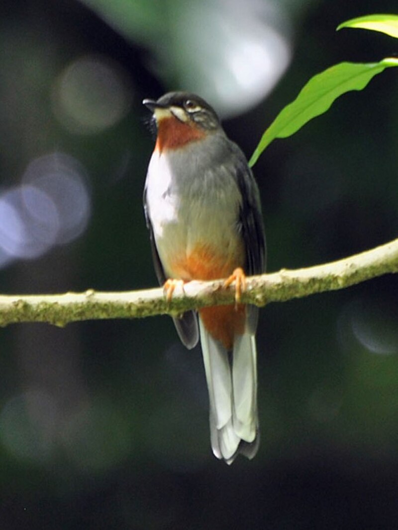 Rufous-throated Solitaire (Myadestes genibarbis) photo