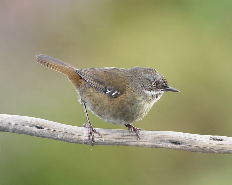 Tasmanian Scrubwren (Sericornis humilis) photo