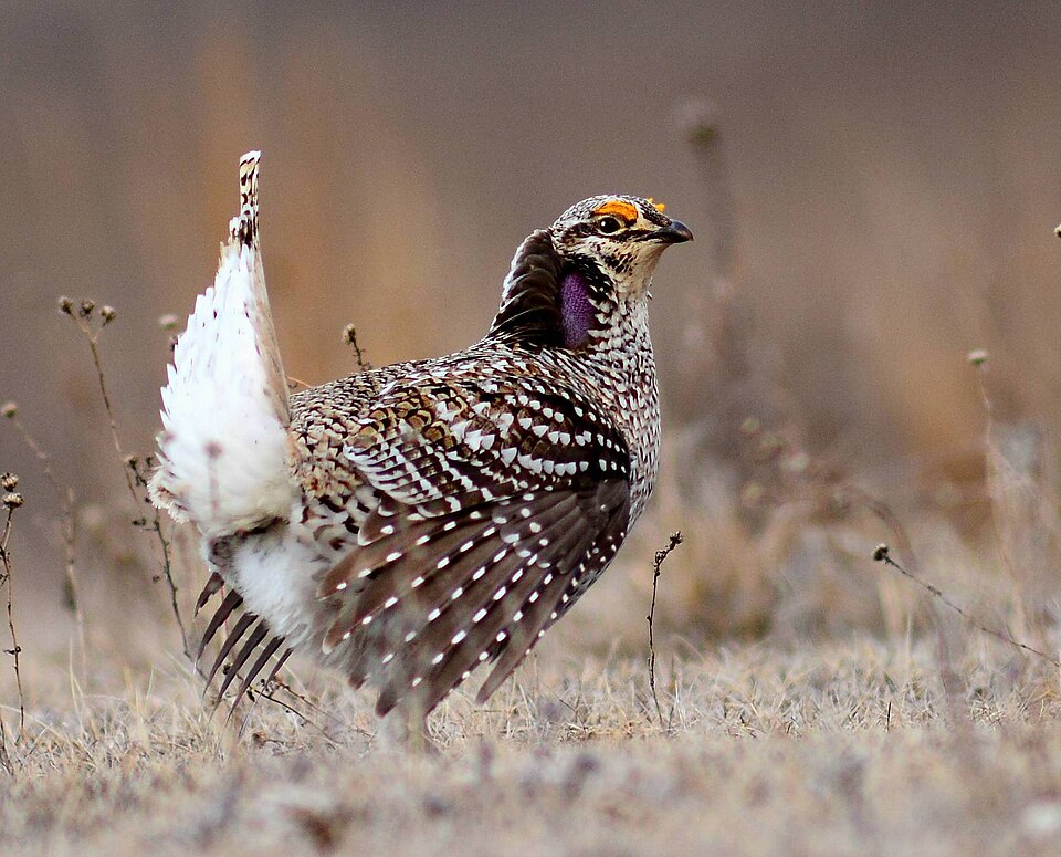 Sharp-tailed Grouse (Tympanuchus phasianellus)