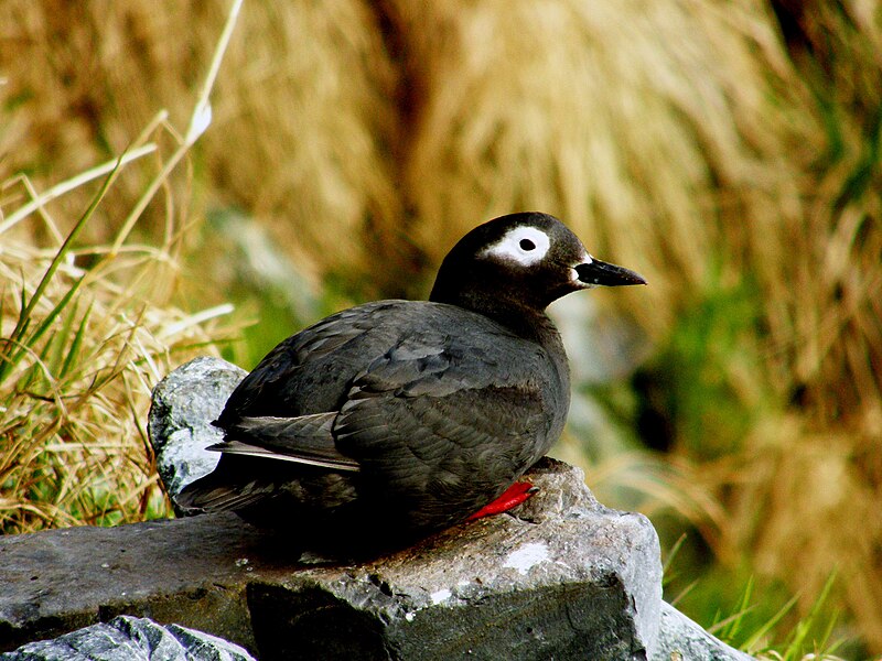 Spectacled Guillemot (Cepphus carbo) photo