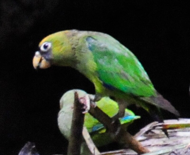 Scarlet-shouldered Parrotlet (Touit huetii) photo