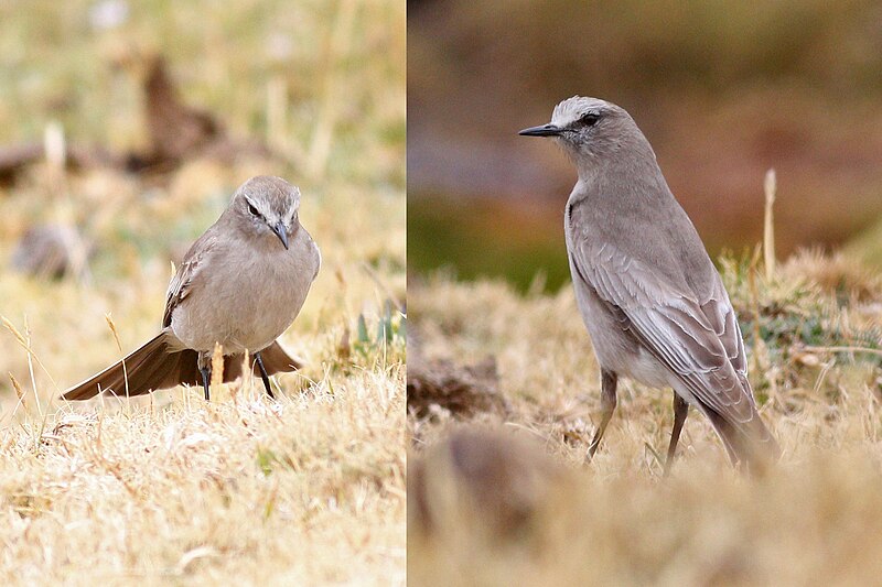 White-fronted Ground-Tyrant (Muscisaxicola albifrons) photo