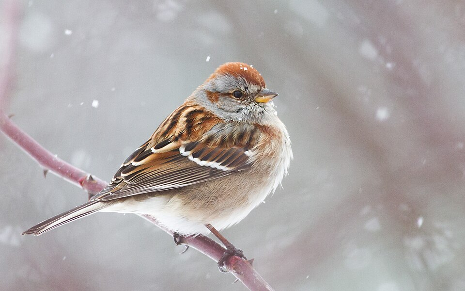 American Tree Sparrow (Spizelloides arborea)