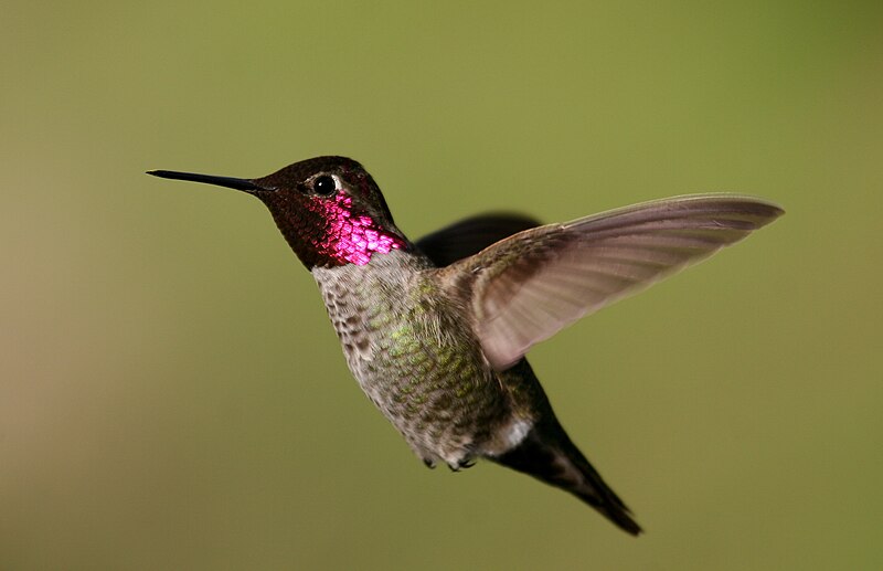 Anna's Hummingbird (Calypte anna) photo