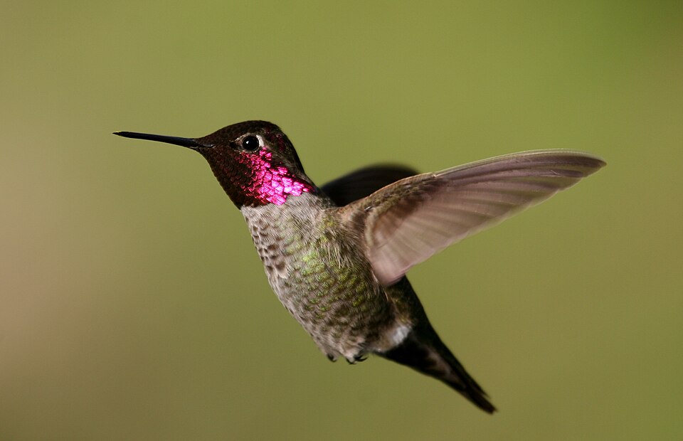Anna's Hummingbird (Calypte anna)
