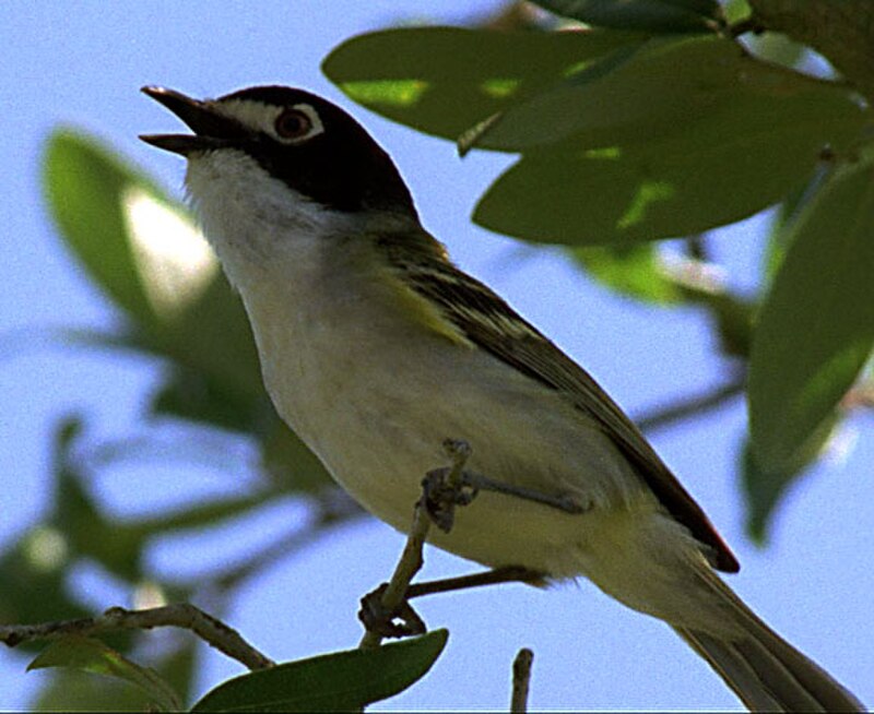 Black-capped Vireo (Vireo atricapilla) photo