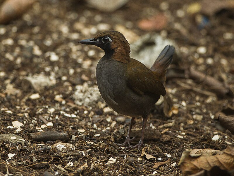 Black-faced Antthrush (Formicarius analis) photo