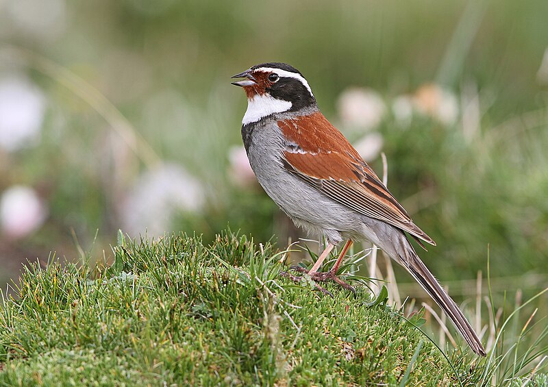 Tibetan Bunting (Emberiza koslowi) photo