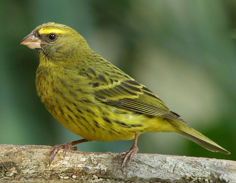Forest Canary (Crithagra scotops) photo