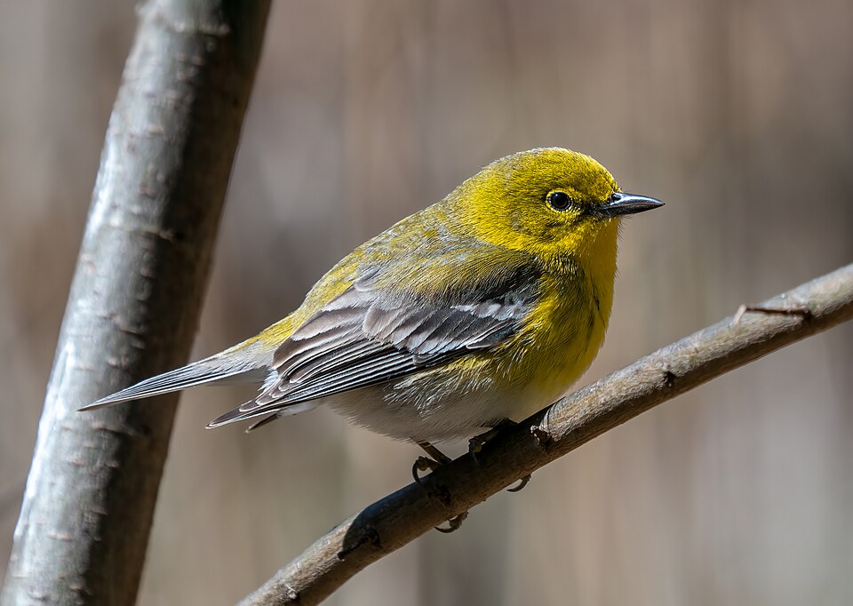 Pine Warbler (Setophaga pinus)