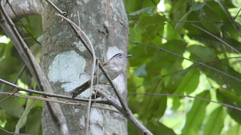 Black-browed Fulvetta (Alcippe grotei) photo