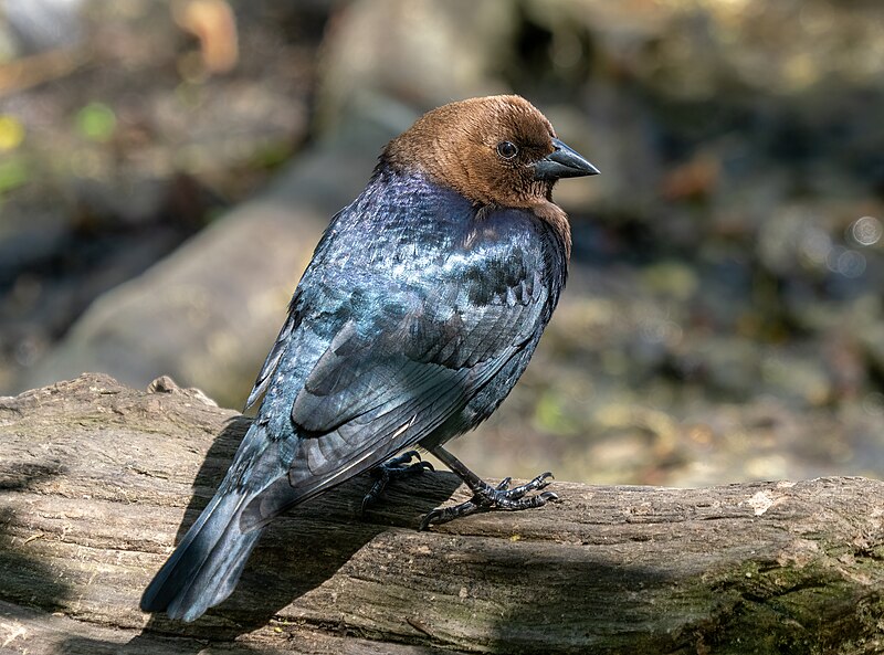 Brown-headed Cowbird (Molothrus ater) photo