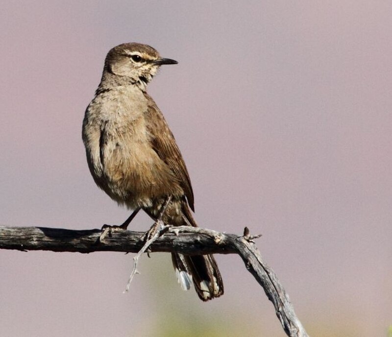 Karoo Scrub-Robin (Tychaedon coryphoeus) photo