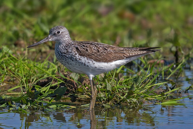 Common Greenshank (Tringa nebularia) photo