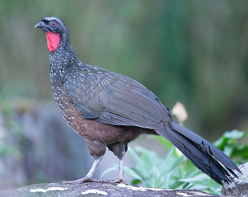 Dusky-legged Guan (Penelope obscura) photo