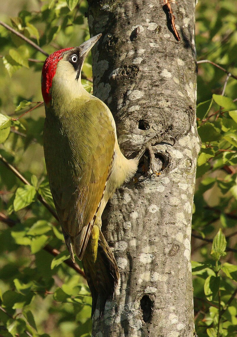 Eurasian Green Woodpecker (Picus viridis) photo