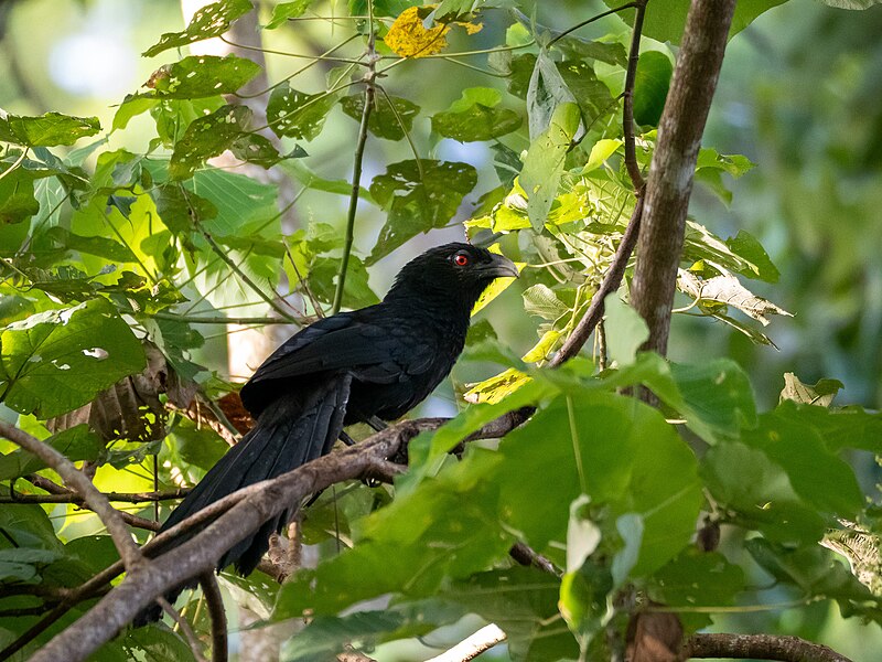 Greater Black Coucal (Centropus menbeki) photo