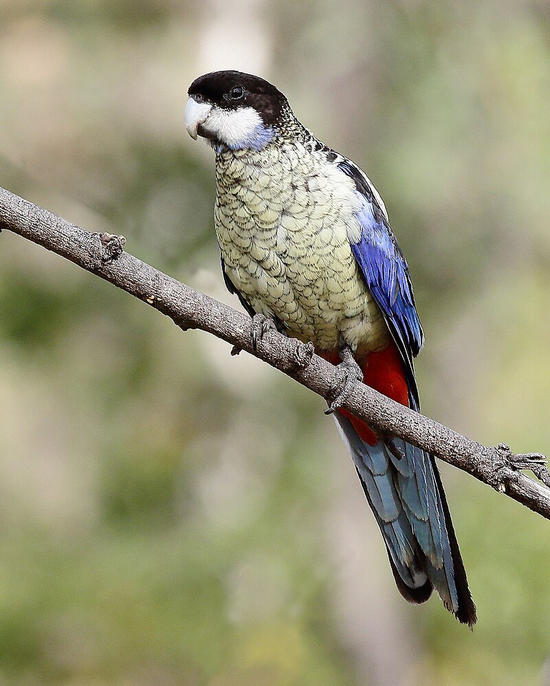 Northern Rosella (Platycercus venustus) photo