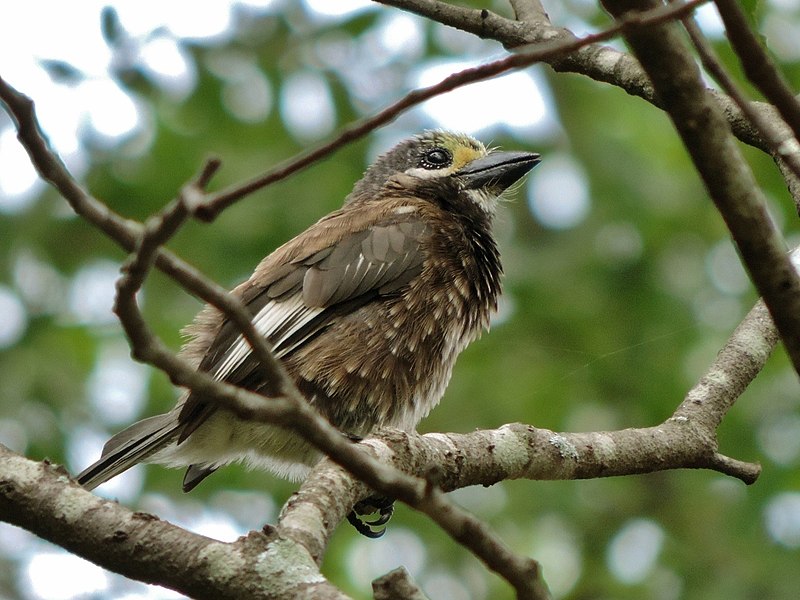 Whyte's Barbet (Stactolaema whytii) photo