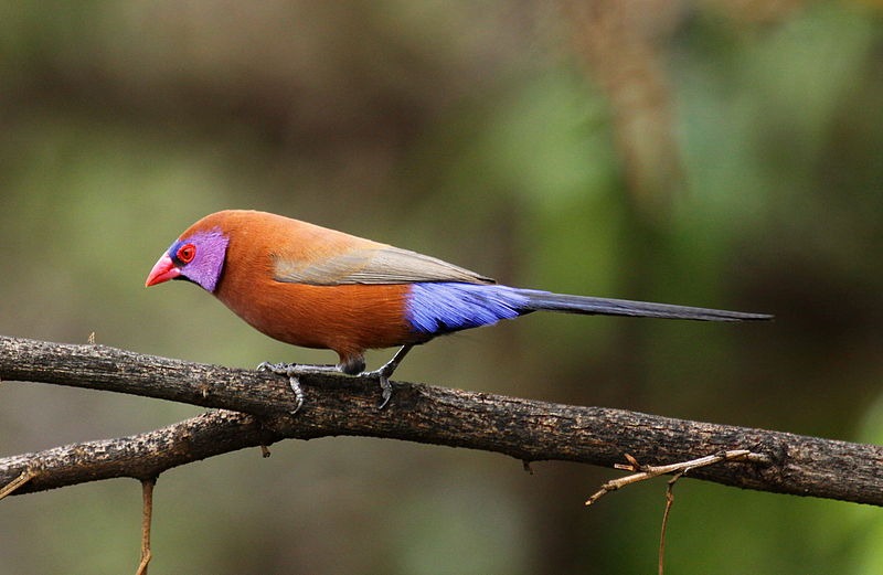Violet-eared Waxbill (Granatina granatina) photo