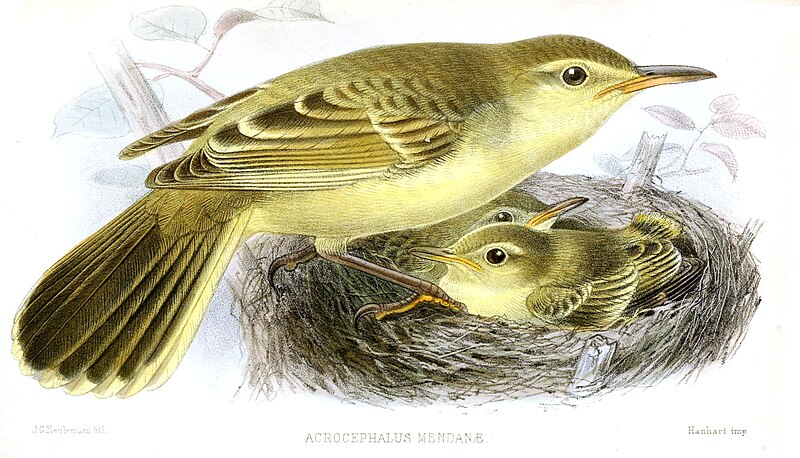 Southern Marquesan Reed Warbler (Acrocephalus mendanae) photo
