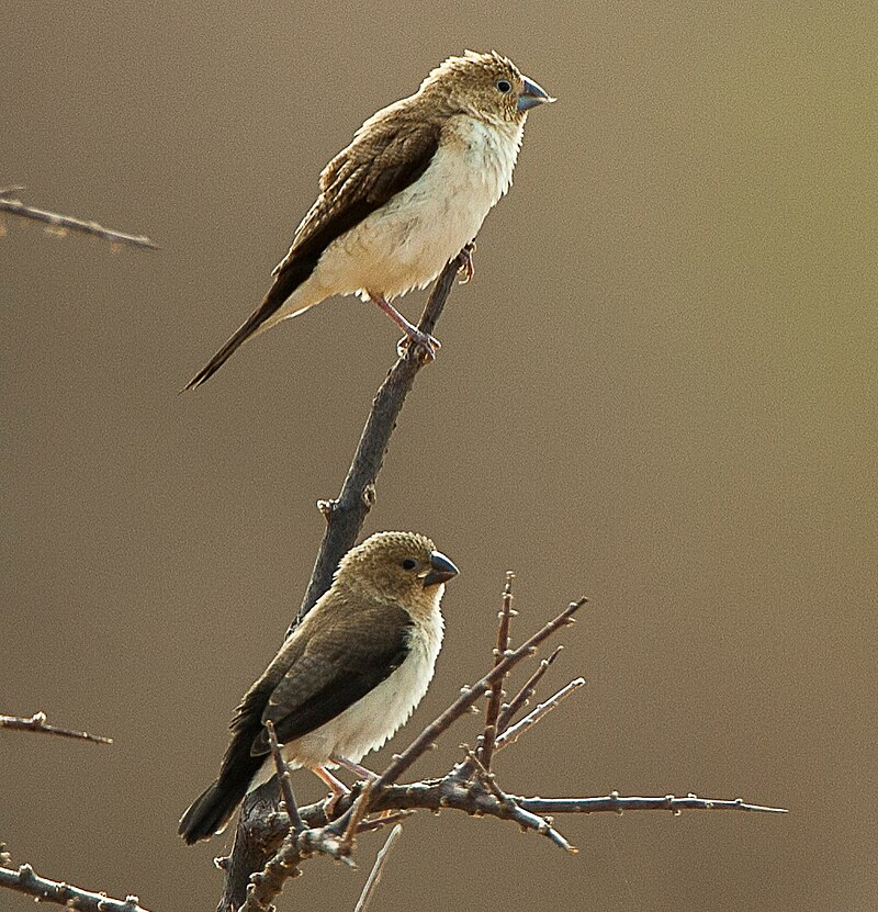 African Silverbill (Euodice cantans) photo