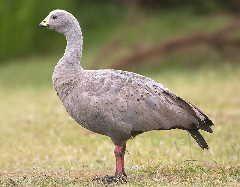 Cape Barren Goose (Cereopsis novaehollandiae) photo