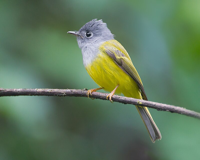 Gray-headed Canary-Flycatcher (Culicicapa ceylonensis) photo