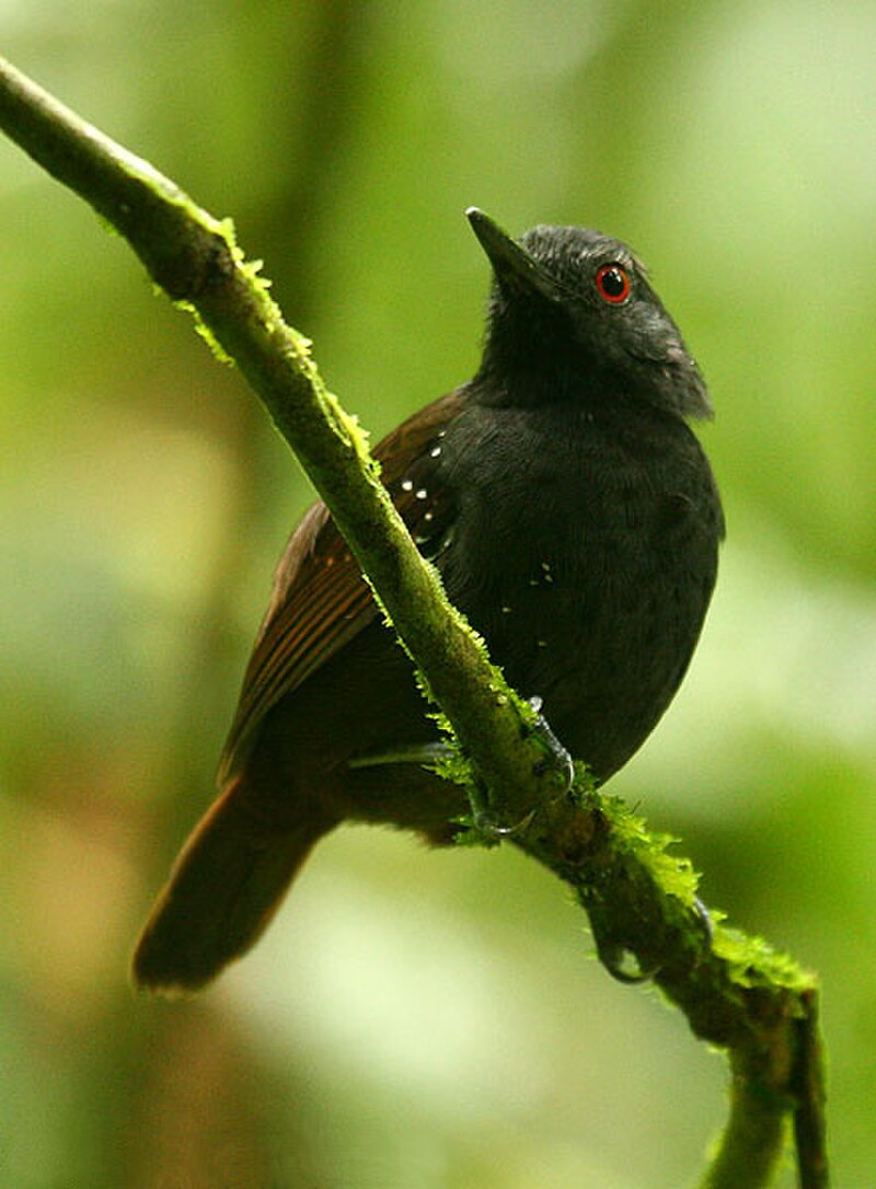 Dull-mantled Antbird (Sipia laemosticta) photo