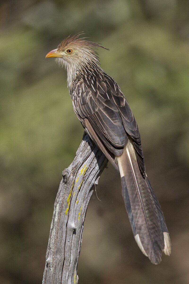 Guira Cuckoo (Guira guira) photo