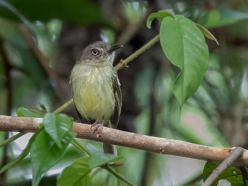 Johannes's Tody-Tyrant (Hemitriccus iohannis) photo