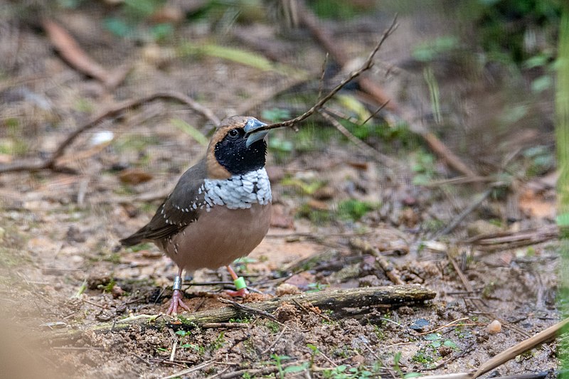 Pictorella Munia (Heteromunia pectoralis) photo