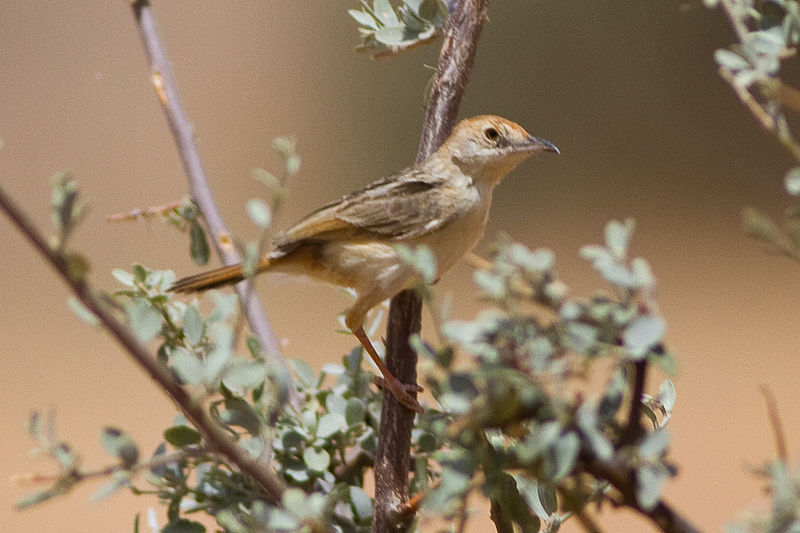 Red-pate Cisticola (Cisticola ruficeps) photo