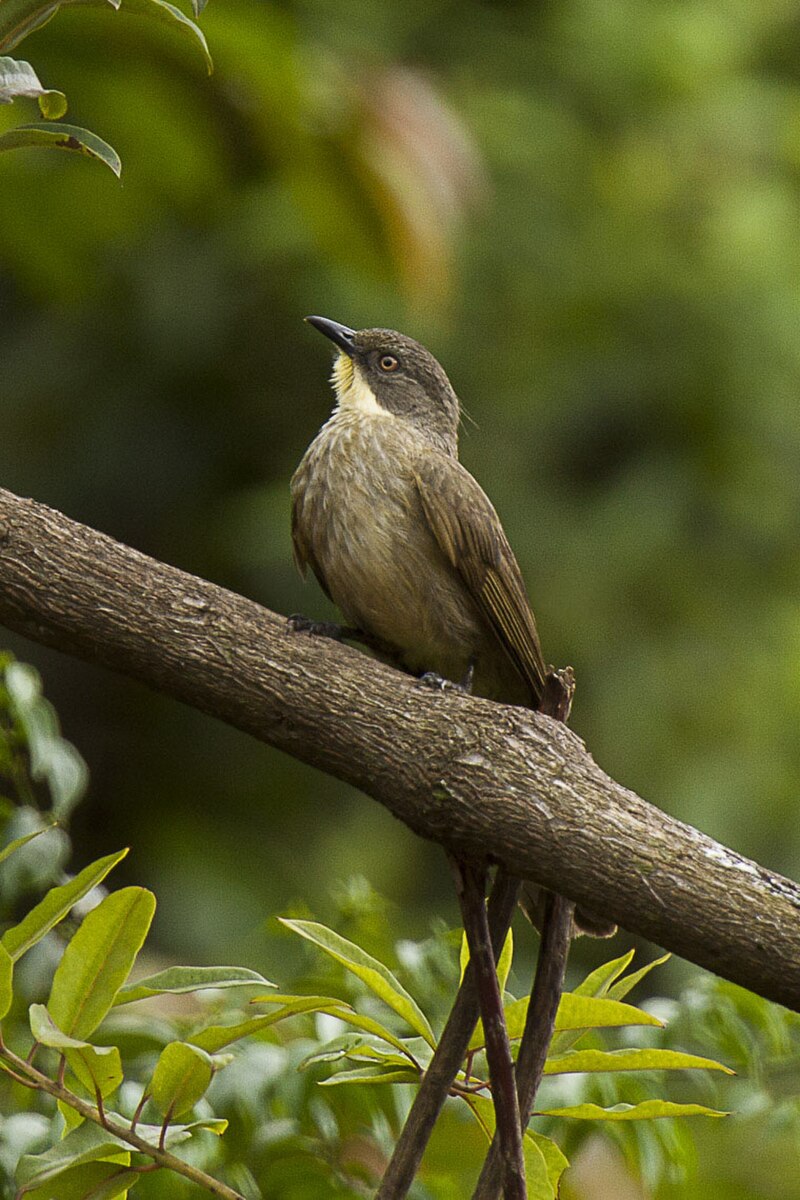 Yellow-throated Mountain Greenbul (Arizelocichla chlorigula) photo