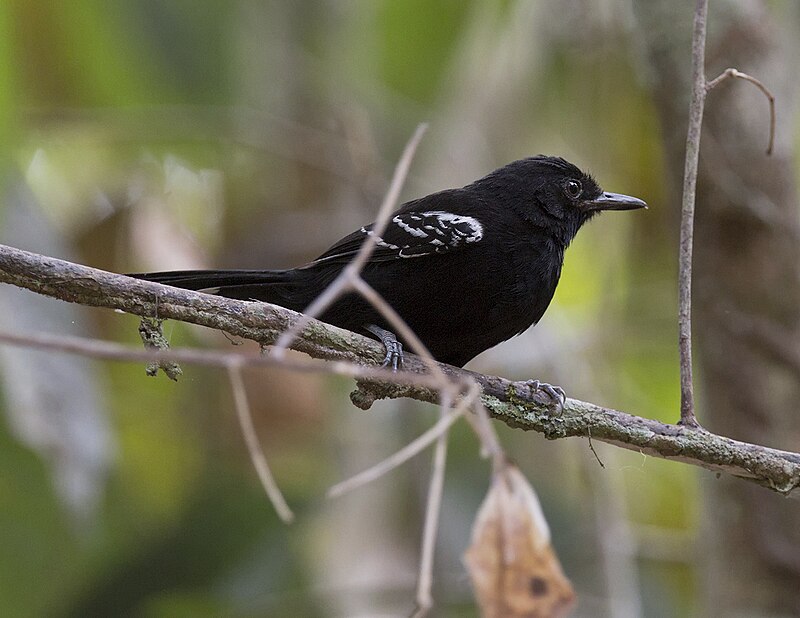 Bananal Antbird (Cercomacra ferdinandi) photo