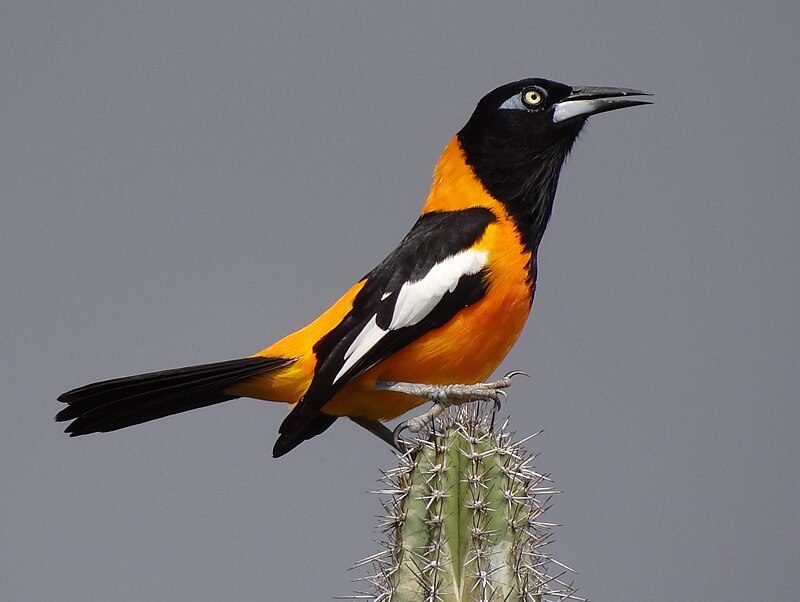Venezuelan Troupial (Icterus icterus) photo