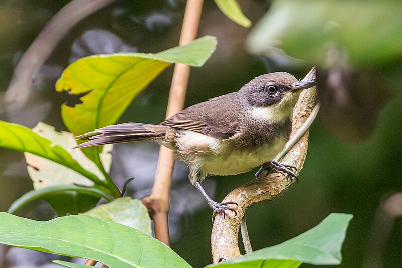 Dohrn's Thrush-Babbler (Sylvia dohrni) photo