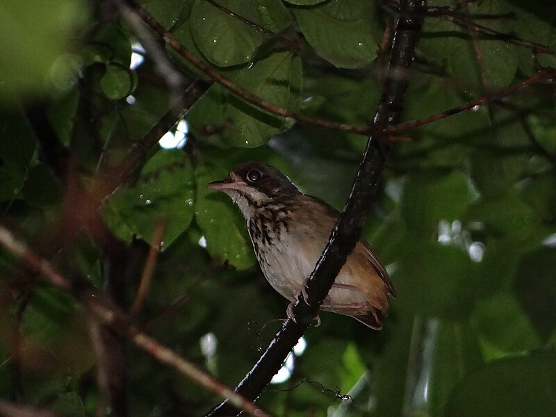 Masked Antpitta (Hylopezus auricularis) photo