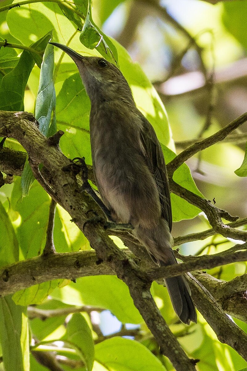 White-chinned Myzomela (Myzomela albigula) photo