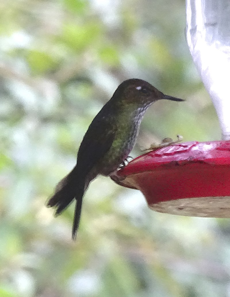 Mountain Avocetbill (Opisthoprora euryptera) photo