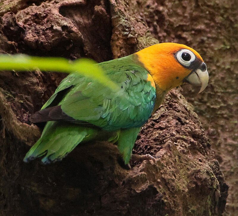 Saffron-headed Parrot (Pyrilia pyrilia) photo