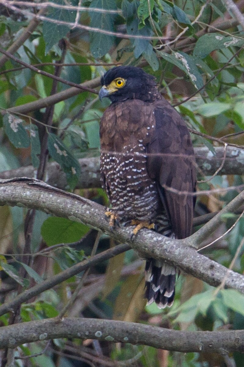 Sulawesi Serpent-Eagle (Spilornis rufipectus) photo