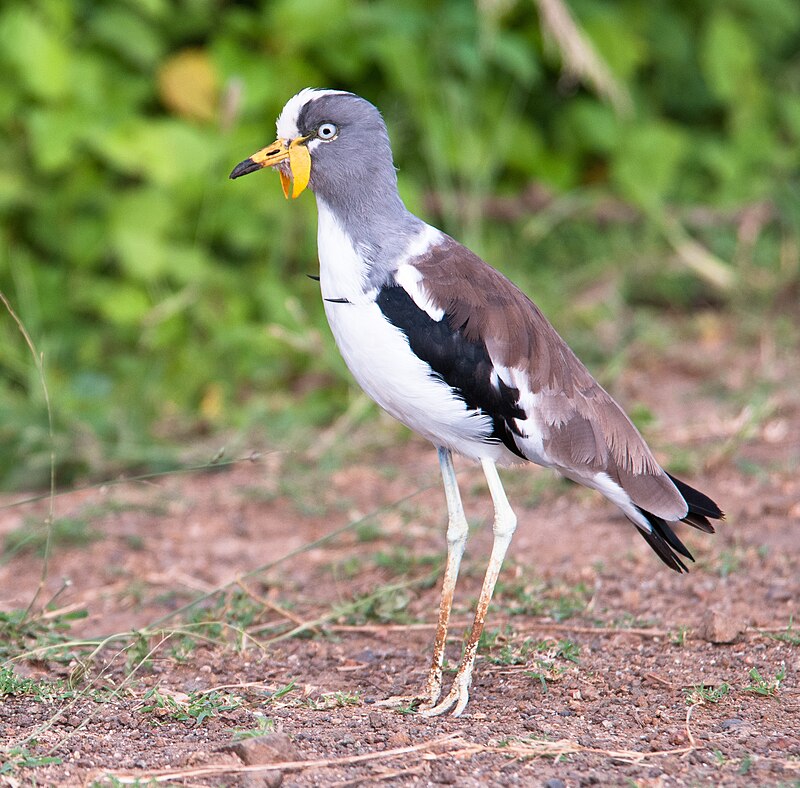 White-crowned Lapwing (Vanellus albiceps) photo