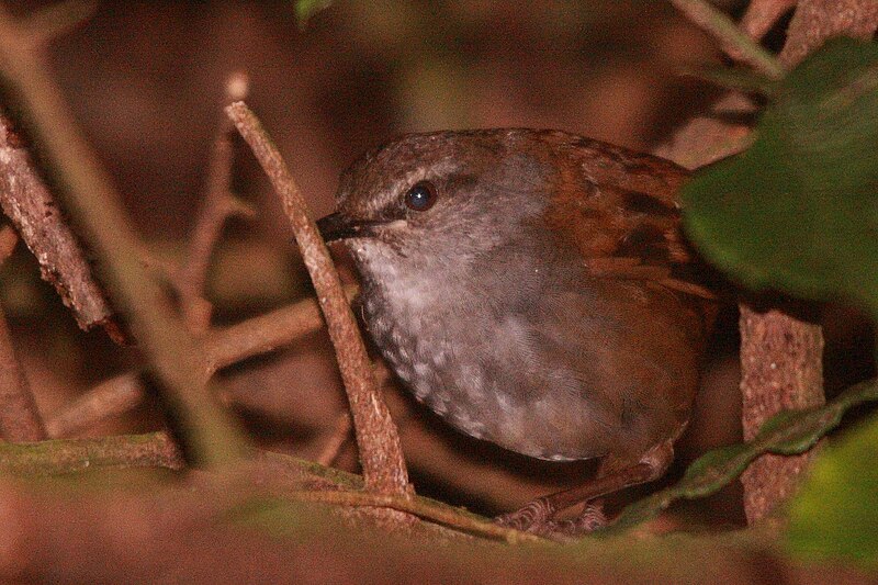 Sulawesi Bush Warbler (Locustella castanea) photo