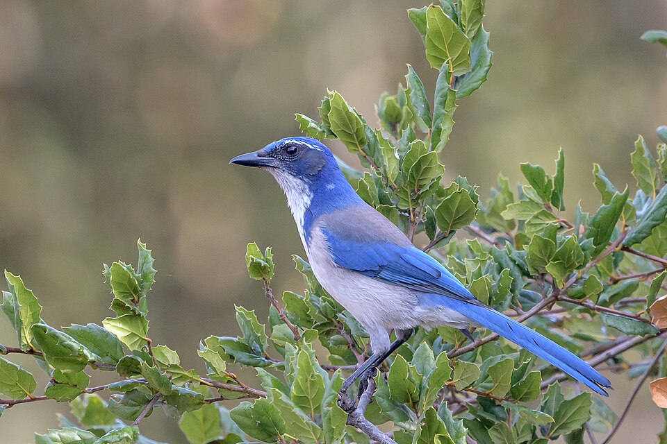 California Scrub-Jay (Aphelocoma californica)